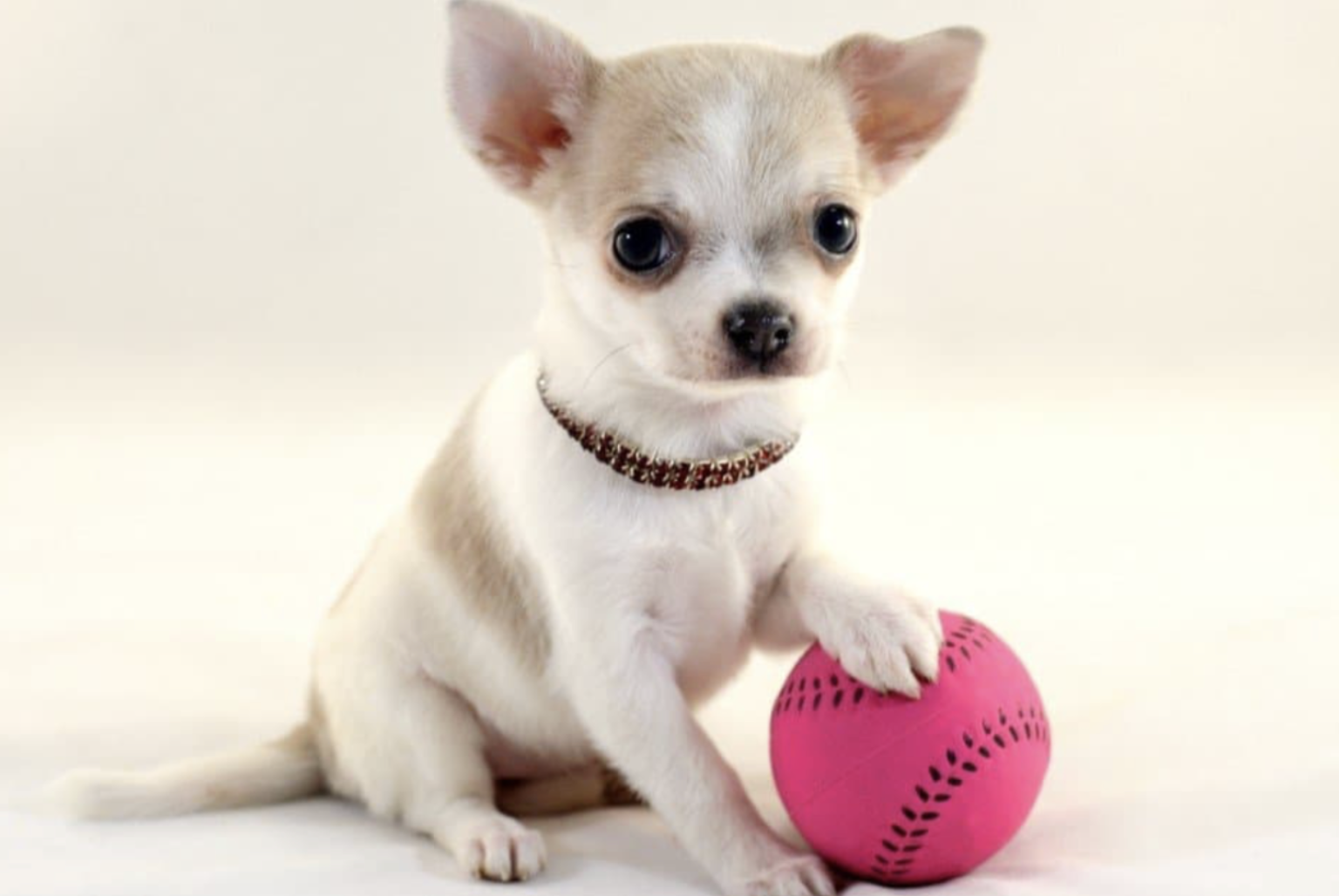 2024 Top 10 Most Expensive Small Dog Breeds in the World Top Most 10