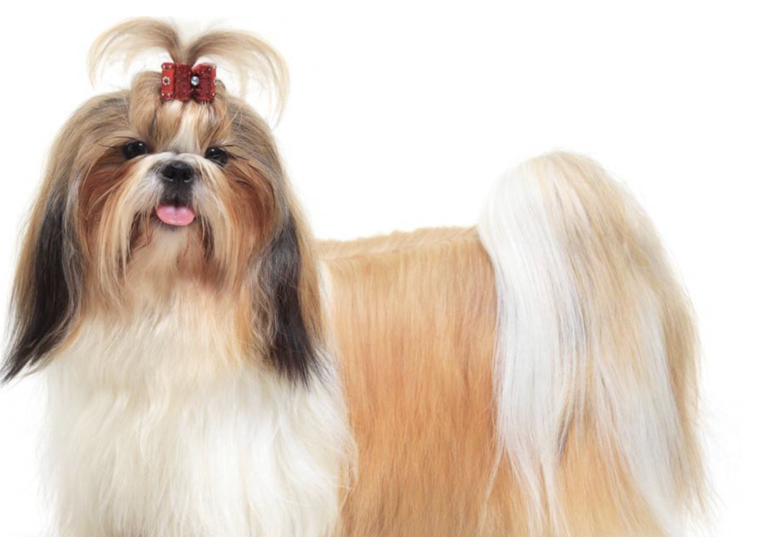 2024 Top 10 Most Expensive Small Dog Breeds in the World Top Most 10