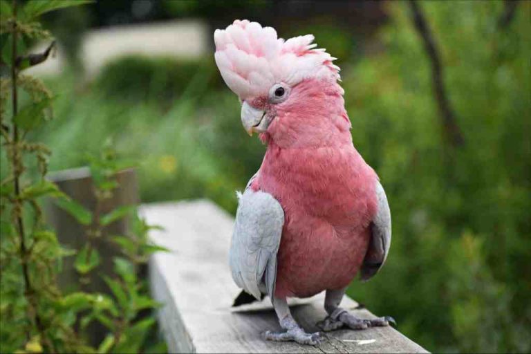 Top 10 Most Expensive Parrots In The World